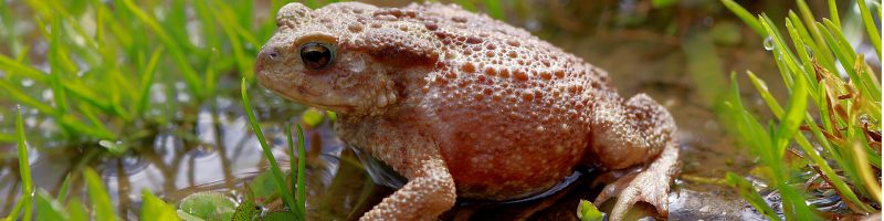 Perfekte Bedingungen für die Krötenwanderung – wir laden zum Spaziergang am Samstag, 21.2. ein