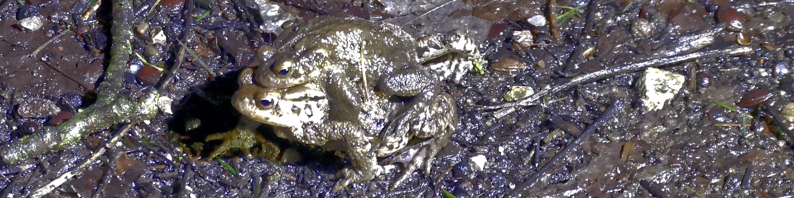 Auf Krötenwanderung am Heidesee